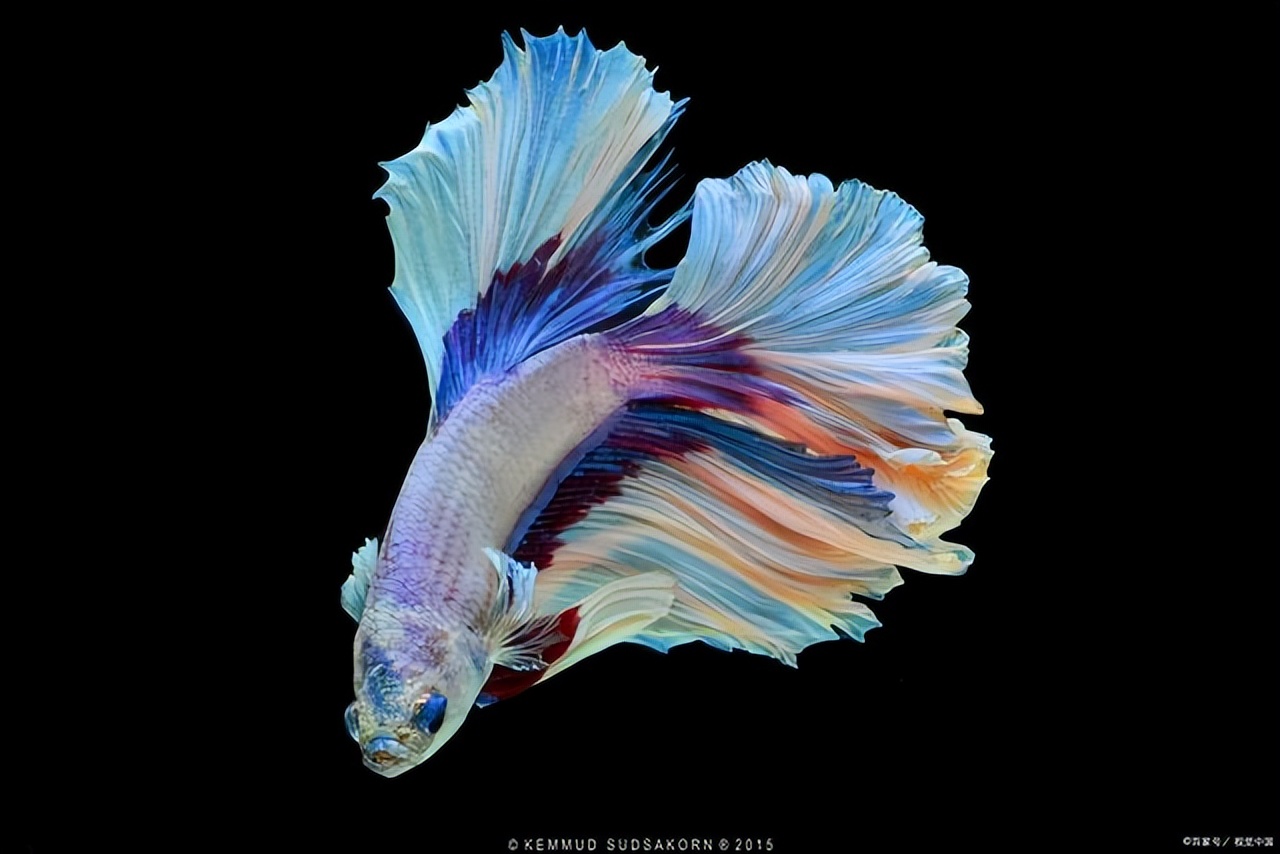 斗鱼尾巴裂开如何恢复,斗鱼尾巴受伤怎么处理