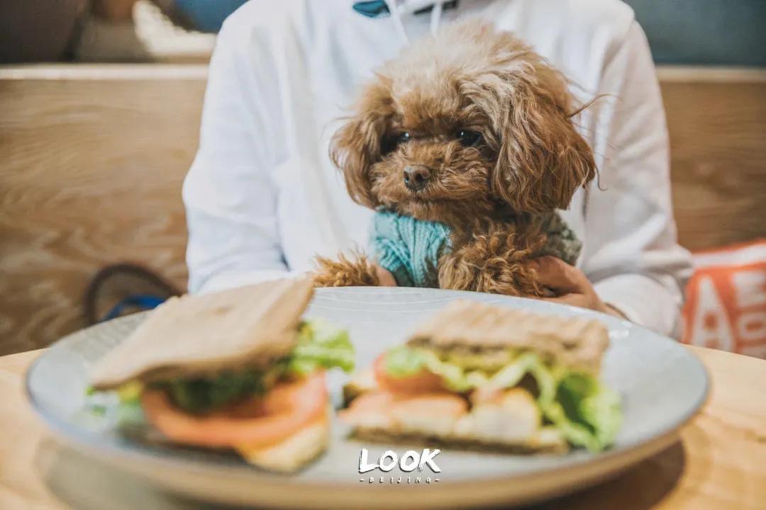 宠物和春天都不可以辜负！北京这6家宠物友好店，随时都能带着自家“毛孩子”去玩