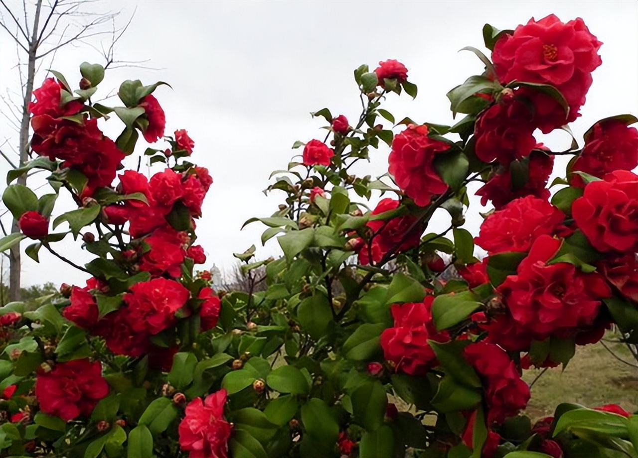 此花花色繁多有淡香味易养易成活,此花简单易养四季开花极为别致