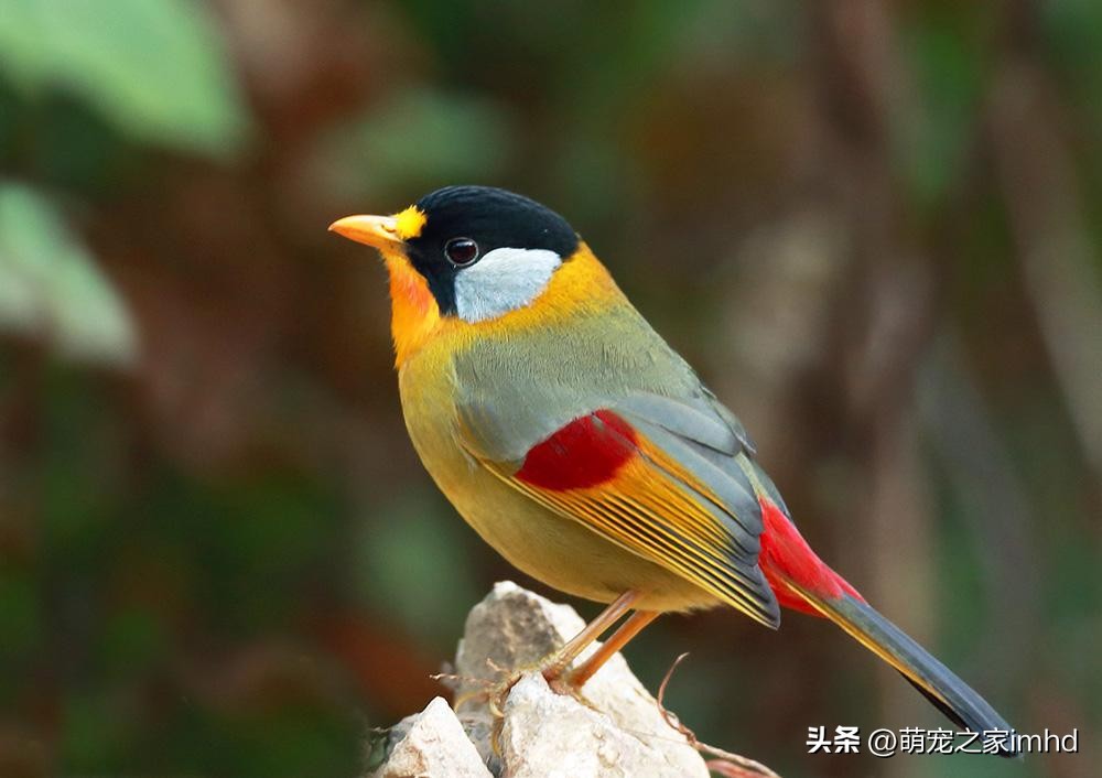 家里养什么宠物干净卫生,什么宠物不随地大小便