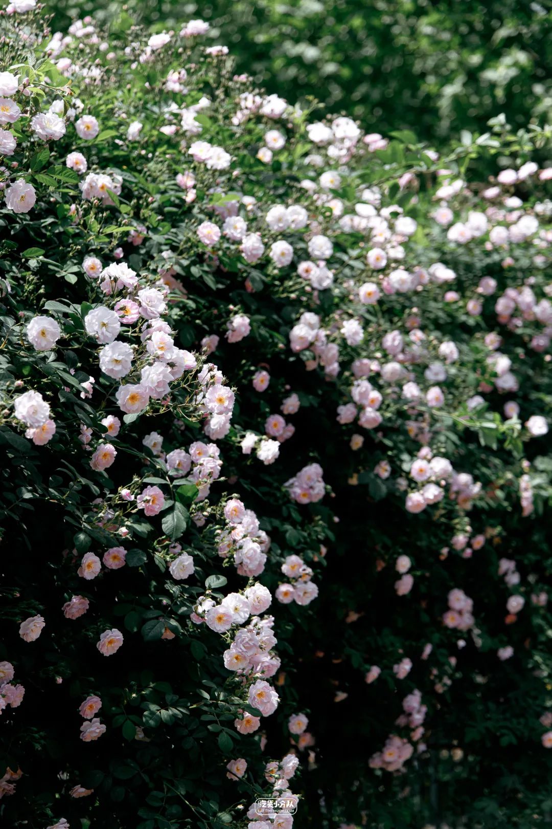 办一张上海的大学饭卡,上海哪个大学可以办理饭卡