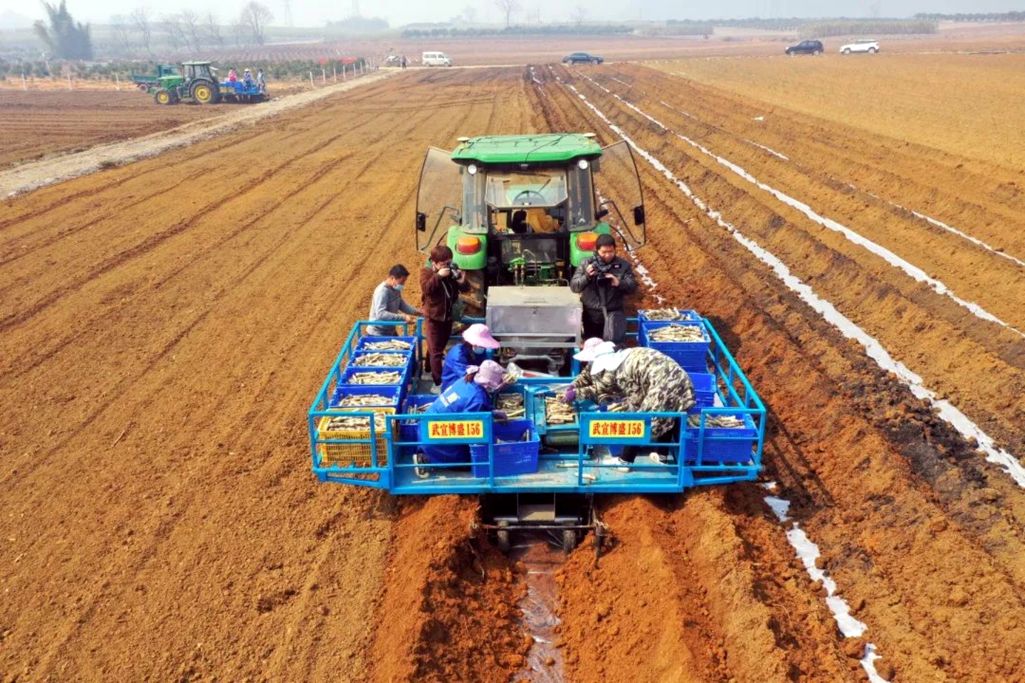 三雄争地，广西甘蔗、水果、桉树，谁是赢家？