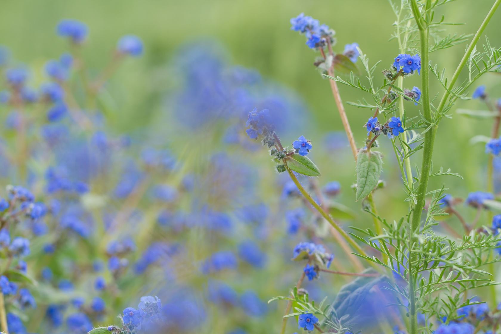 微孔草的种植技术,长圆叶微孔草介绍