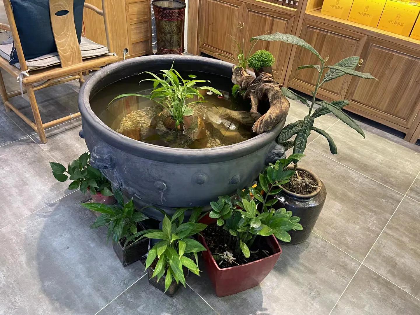 古法养金鱼为什么喂小米,古法养金鱼的原理