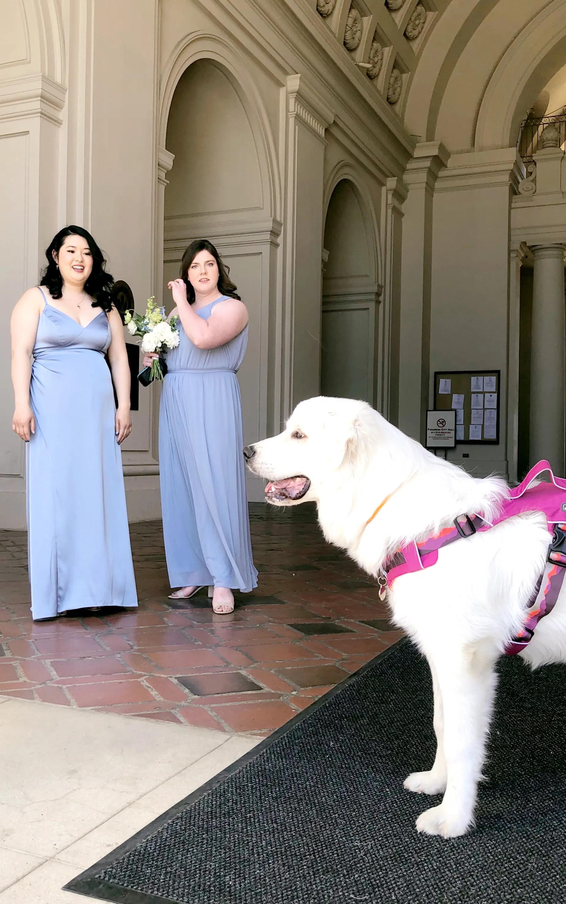 大白熊小狗,大白熊专用宠物狗