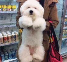 怎么判断比熊喜不喜欢你,比熊对你嗷嗷叫