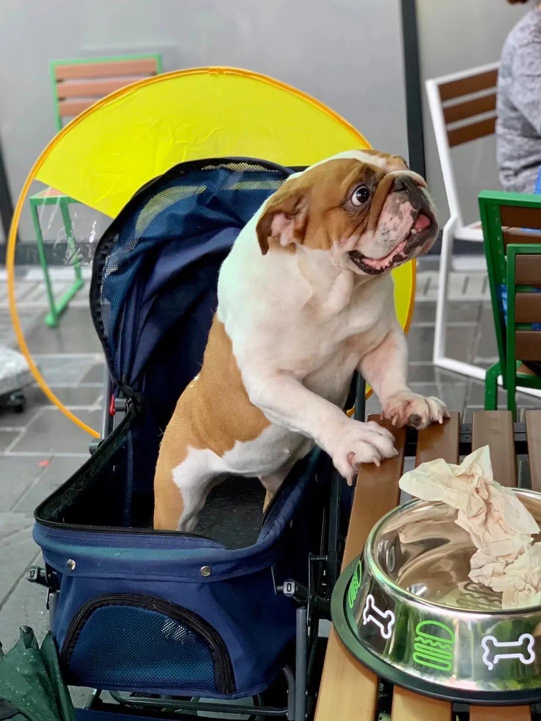 宠物和春天都不可以辜负！北京这6家宠物友好店，随时都能带着自家“毛孩子”去玩