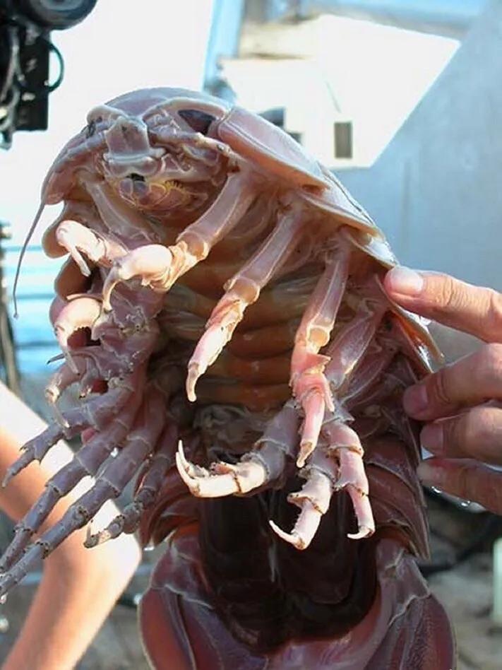 巨型西瓜虫海洋,深海巨足虫和西瓜虫