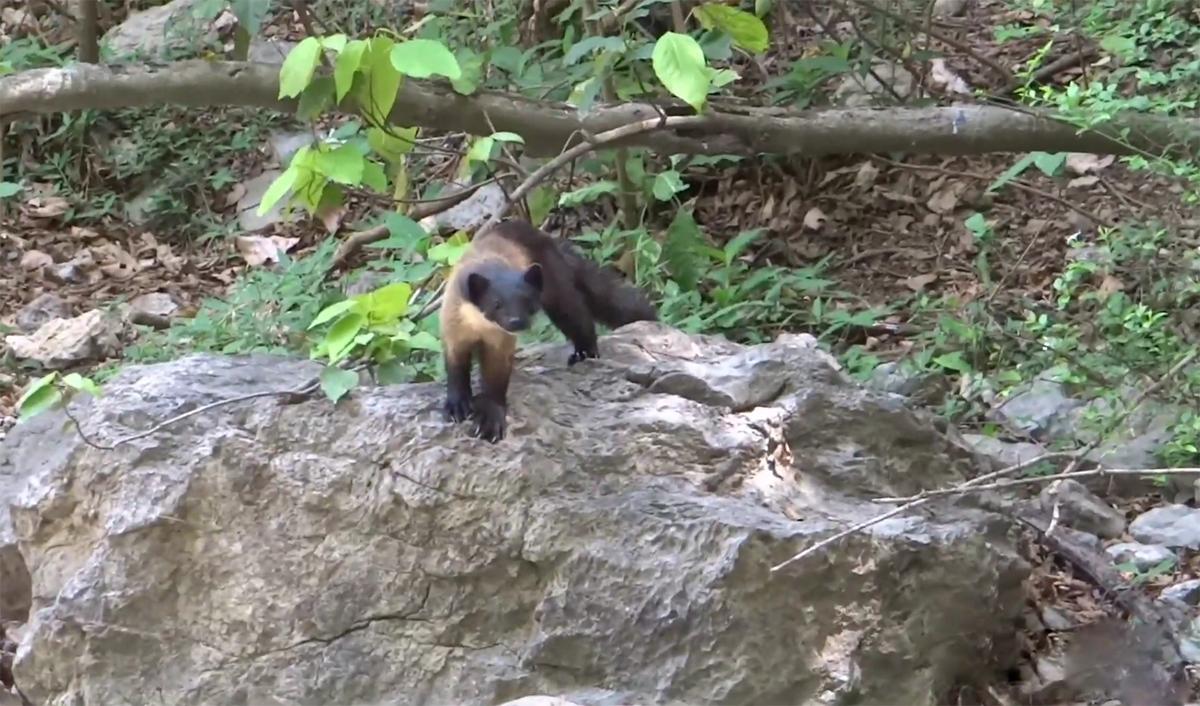 黄喉貂重庆,黄喉貂捕食猴子猴子为什么不跑