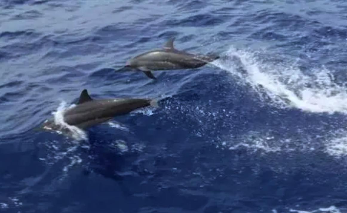 世界上最有神奇感而又美丽的地方,好望角的著名景点