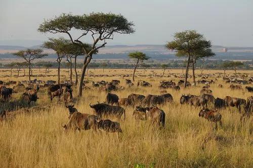 “毛”的进化！114万年前人类褪毛，*处私**腋窝毛发为何却被留下？