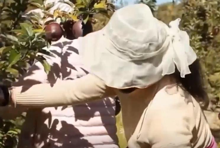 河南小伙种植黑色苹果,大叔在高原种苹果年入千万