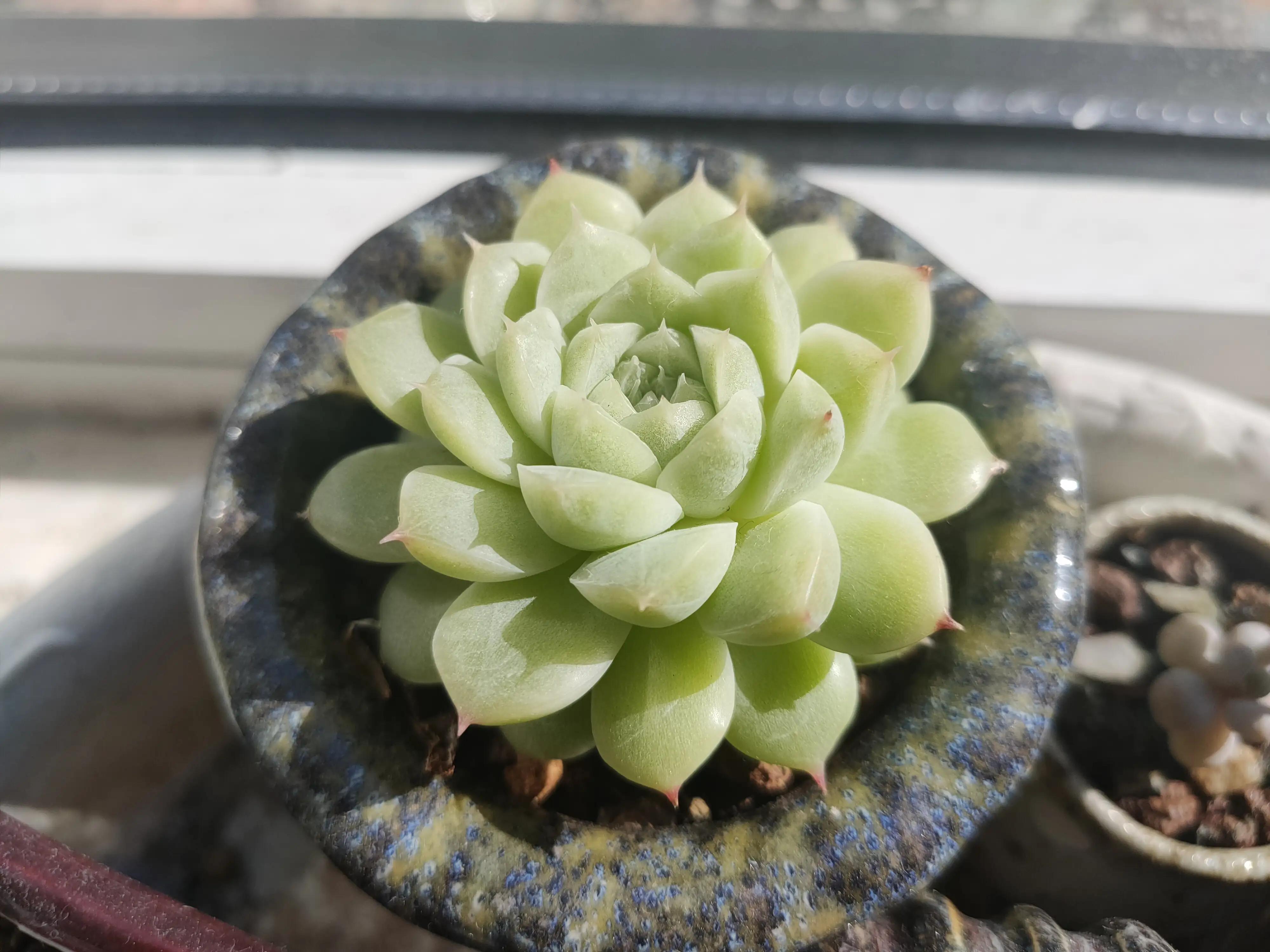 雪樱多肉韩国进口,韩国芦荟多肉品种