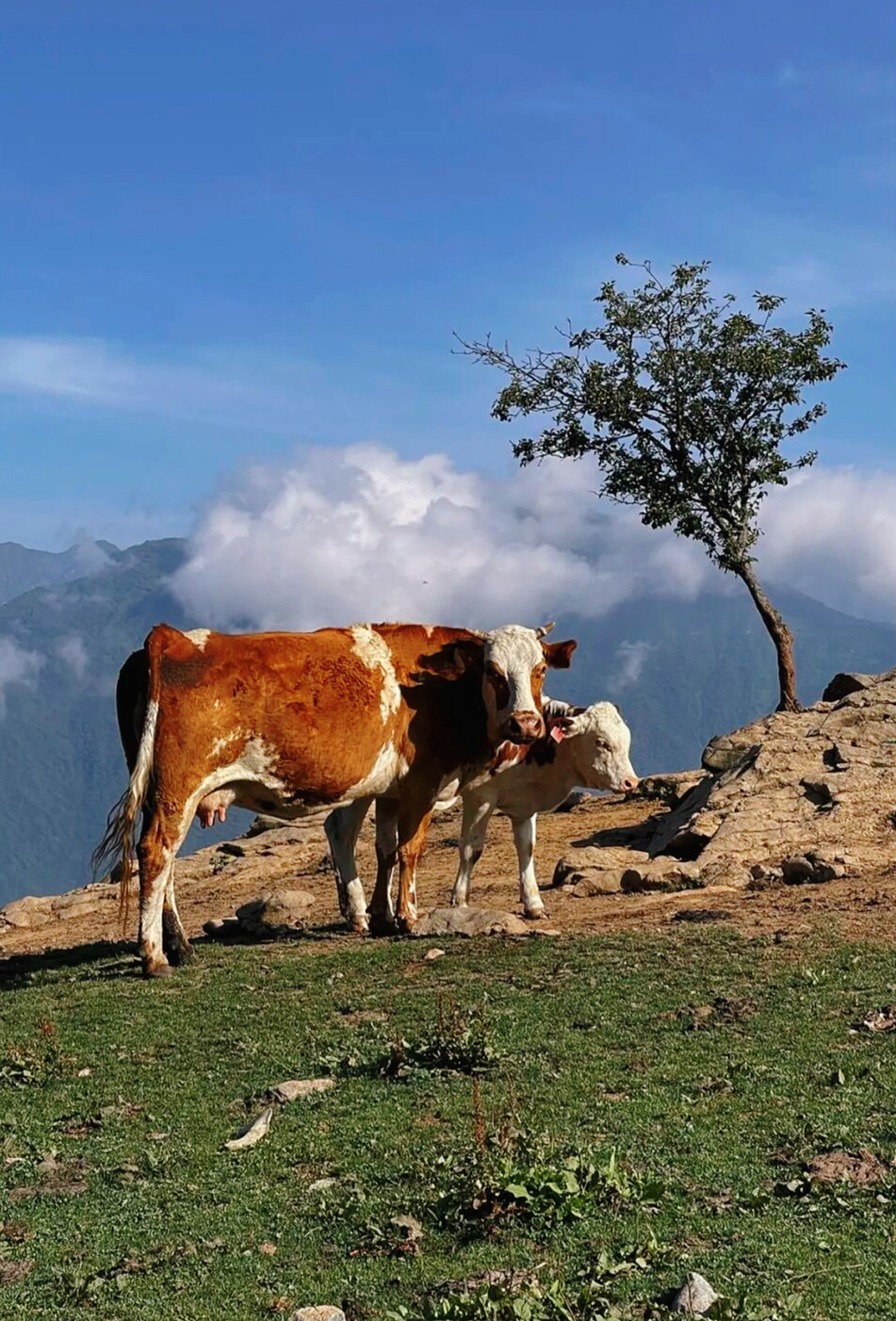 一天来回！别名“小九寨”的油画秋色、高山草甸，一站式游玩到底