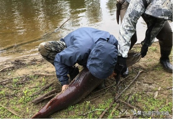 喀纳斯湖巨型哲罗鲑为什么捕不到,大型哲罗鲑冷水性鱼类图片