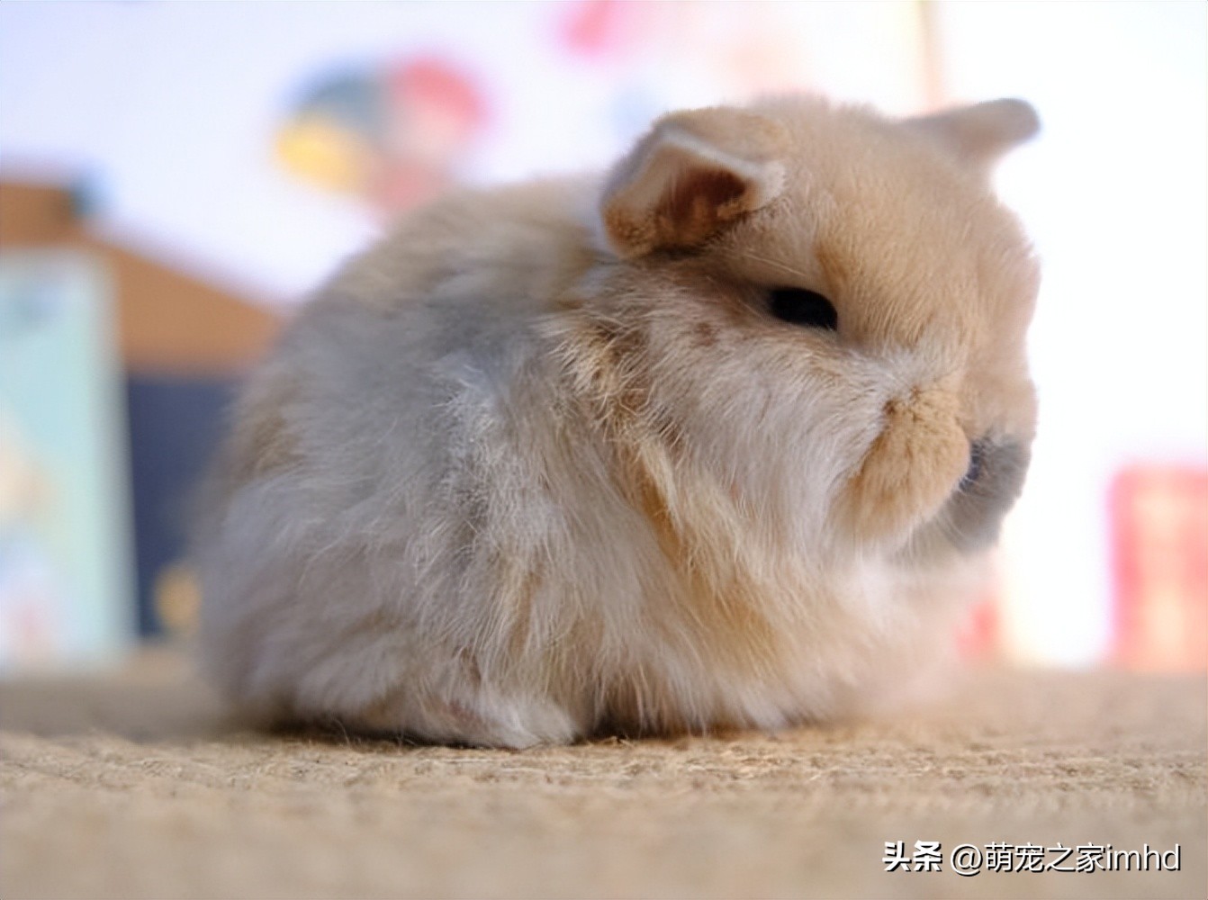 荷兰垂耳兔长大后多大,荷兰垂耳兔怕人吗