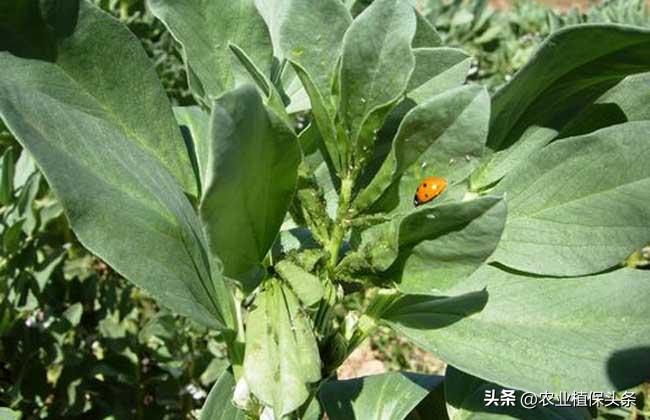 昆虫和害虫种类,昆虫和害虫的分类