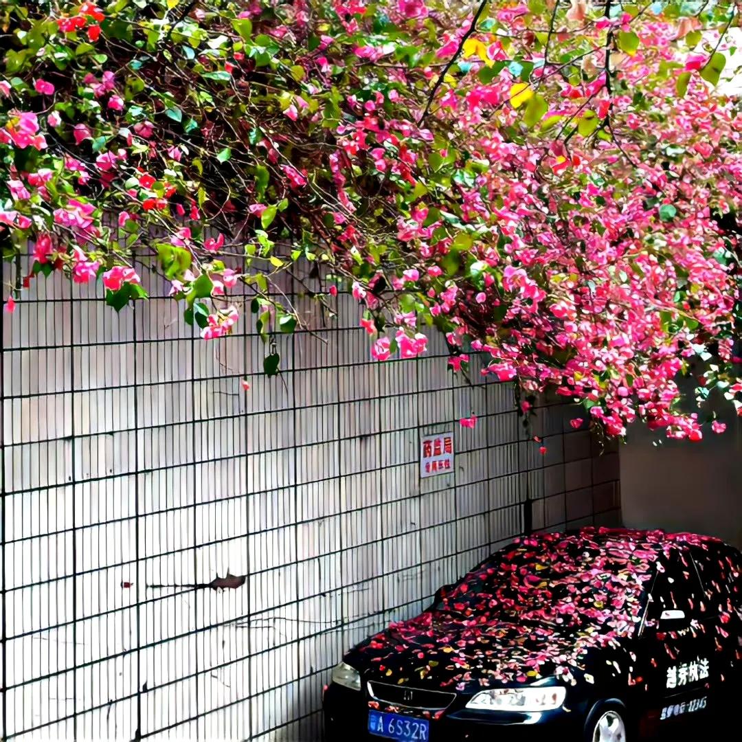 清新花朵朋友圈背景图,清新唯美干净背景图片