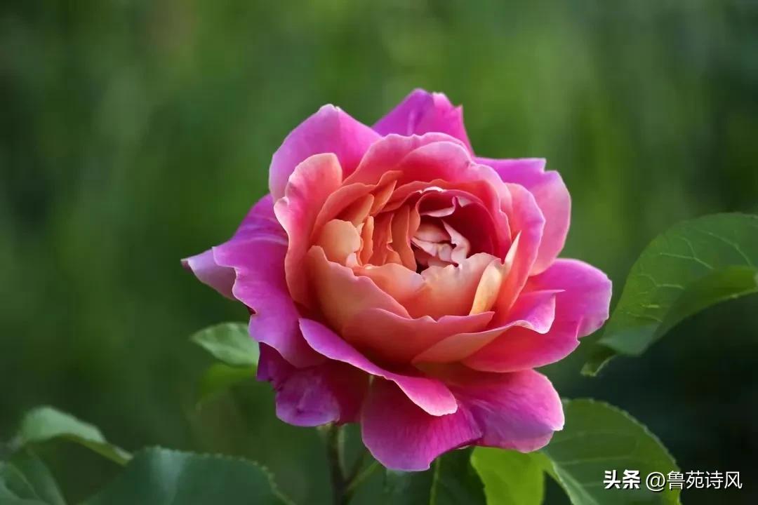 陪伴孩子度过叛逆期抖音,陪伴叛逆期孩子复习