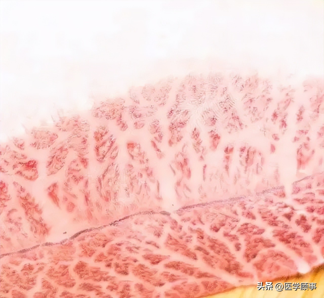 生鲜牛肉哪个品牌的好,牛肉品牌排行榜前十名