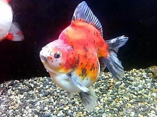各种漂亮鱼的名称及图片,漂亮可爱的海水观赏鱼