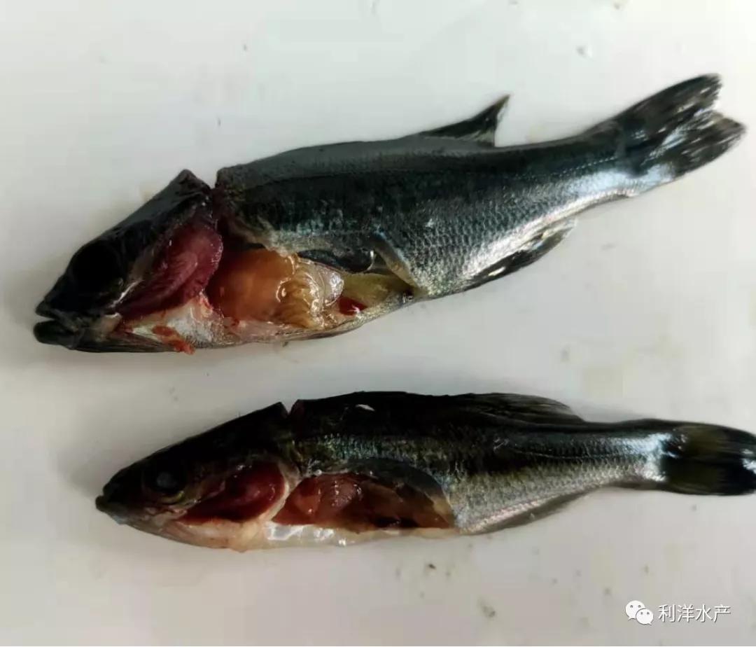 杀虫以后鲈鱼肝脏发黄,杀虫后鱼的状态很差