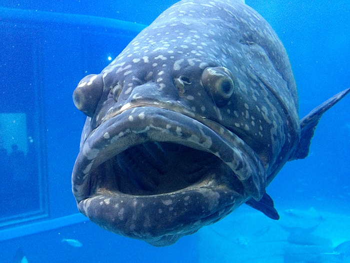 大连渔业发展,大连有多少种鱼类