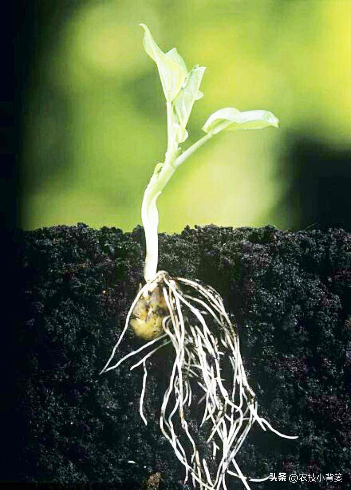 植物根损坏了还能生长吗,植物根伤了怎么治