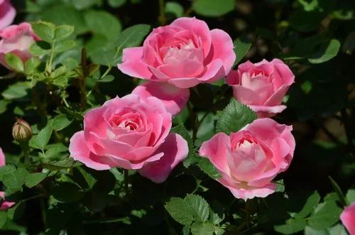 月季花的优美诗词歌赋,月季花诗词经典名句