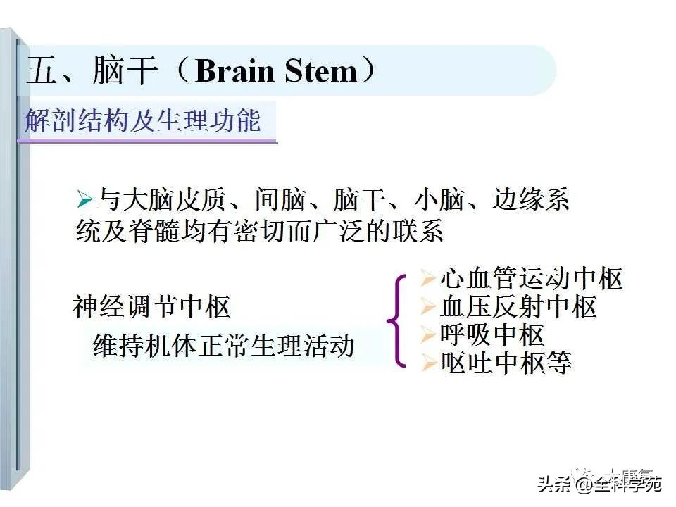 神经系统的影像与解剖定位,最全神经解剖图