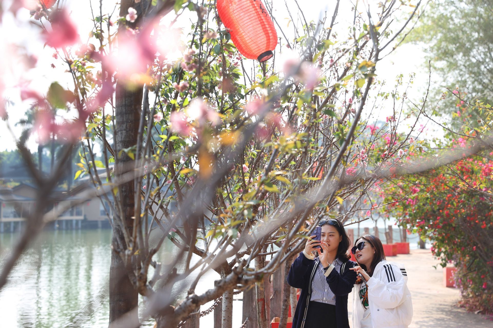 深圳最美樱花在哪里十一月,看樱花不用出门
