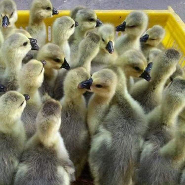 揭秘:明朝的“子鹅”究竟是什么,王世贞留下了答案