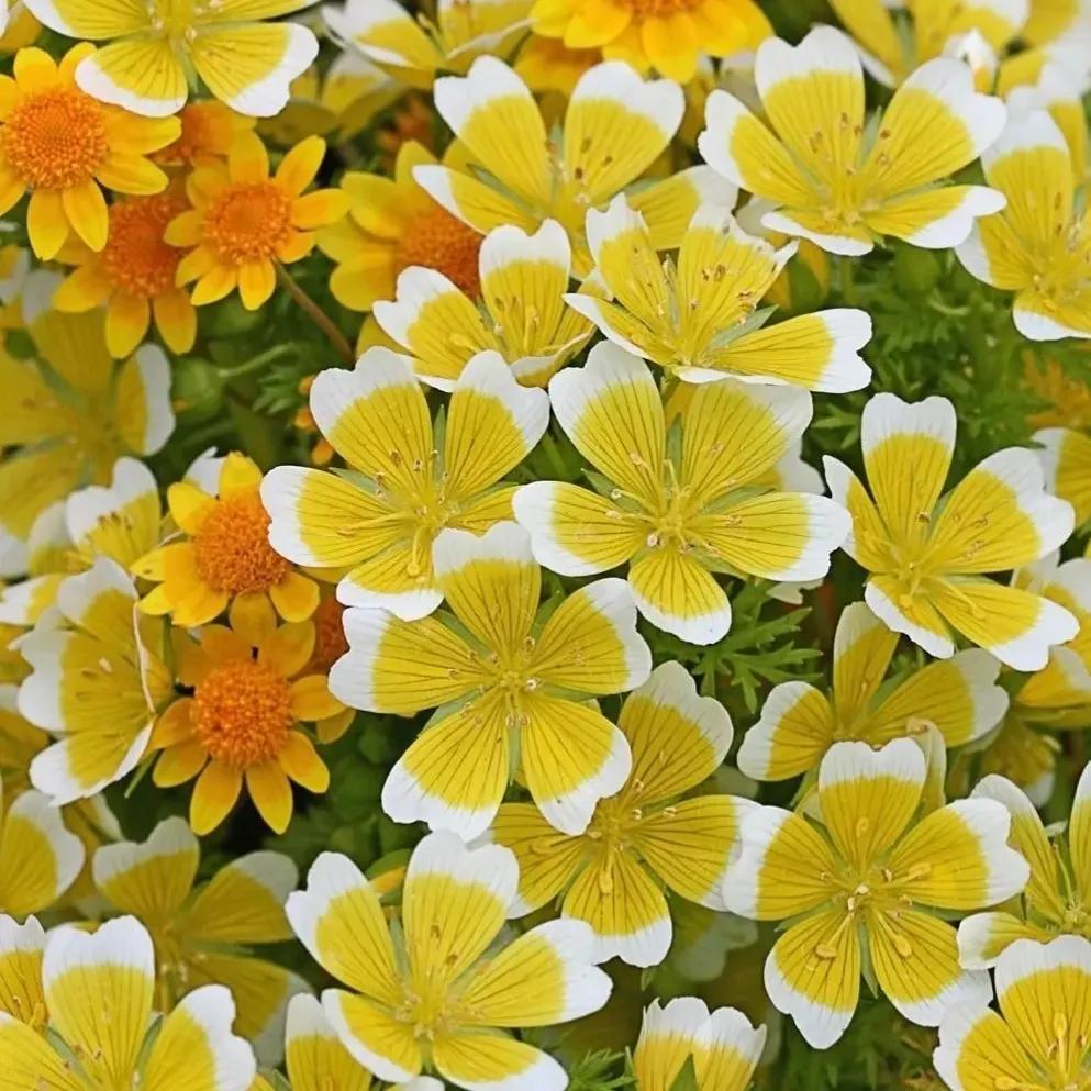 罕见漂亮的鲜花,全球最漂亮的鲜花