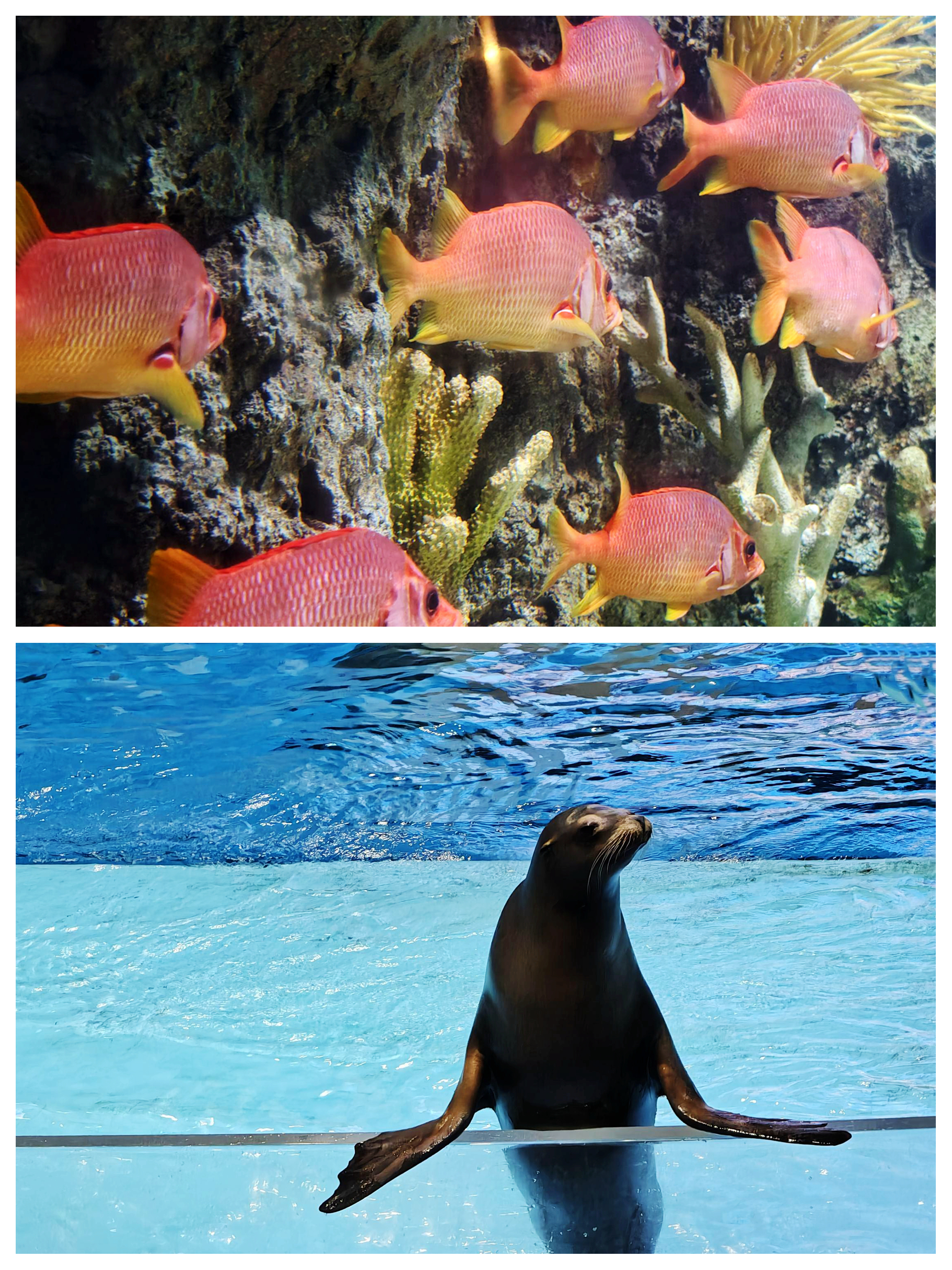 合肥海洋世界里面有儿童乐园吗,带娃去合肥海洋馆游玩攻略