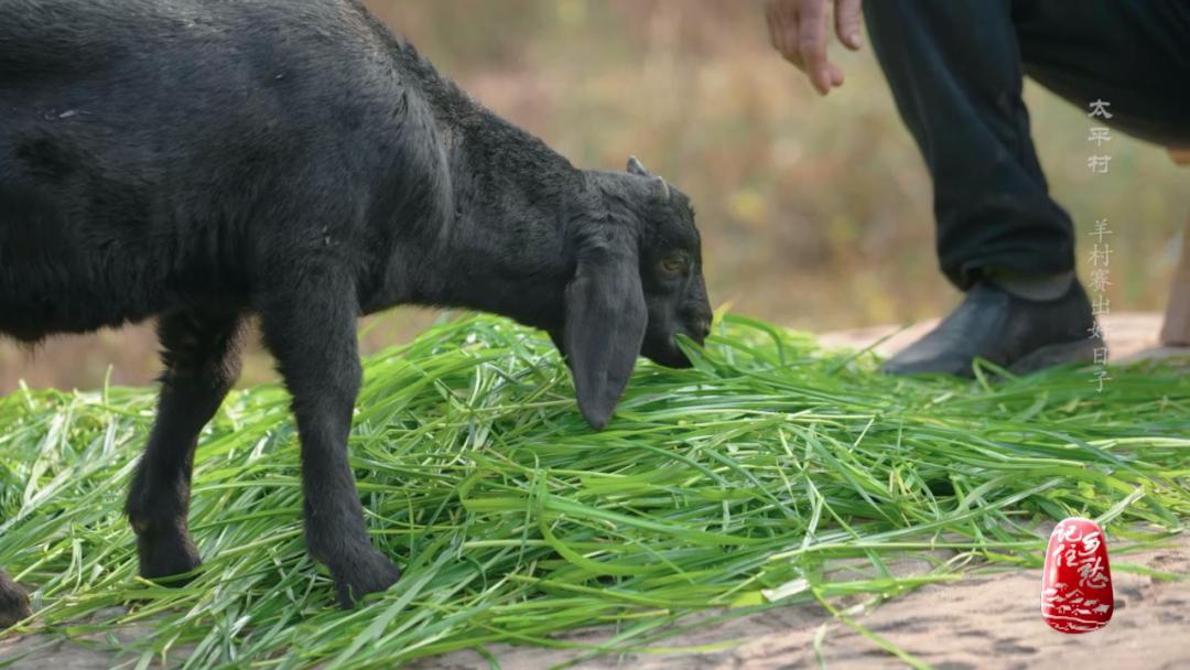咩咩咩！听羊村“黑宝贝”，奏响山村致富曲