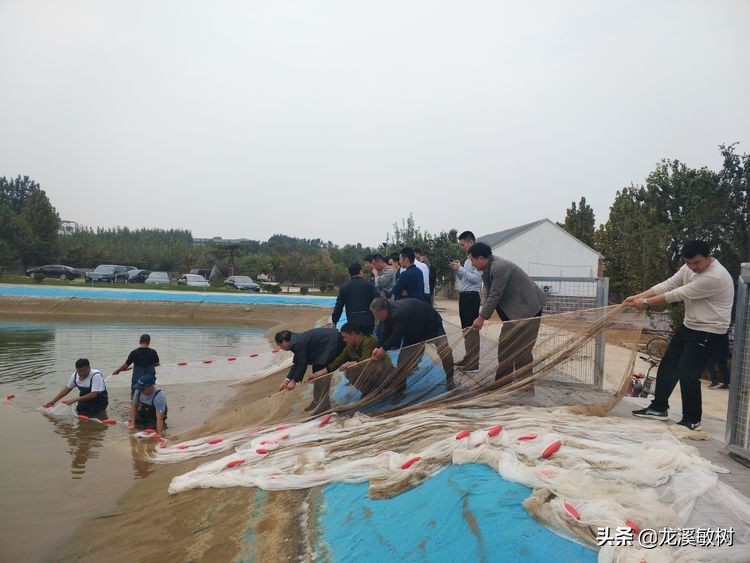 锦鲤分多少种什么样的锦鲤最好养,锦鲤要怎么选才能选到好的锦鲤