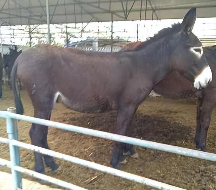 养三十头驴成本利润,养50头驴一年多少利润