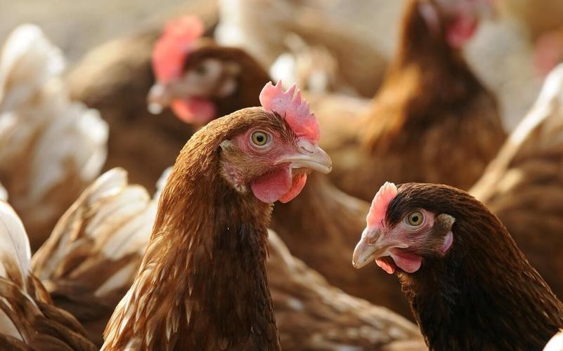 冬季蛋鸡饲养管理需要注意些什么,海兰褐商品代蛋鸡饲养管理手册