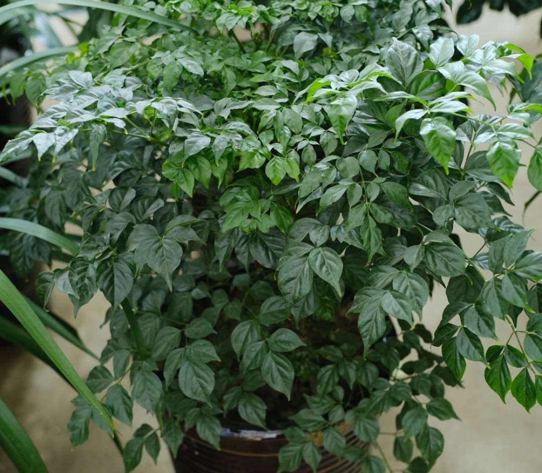 客厅最旺财的5种花,最适合客厅养的四种树