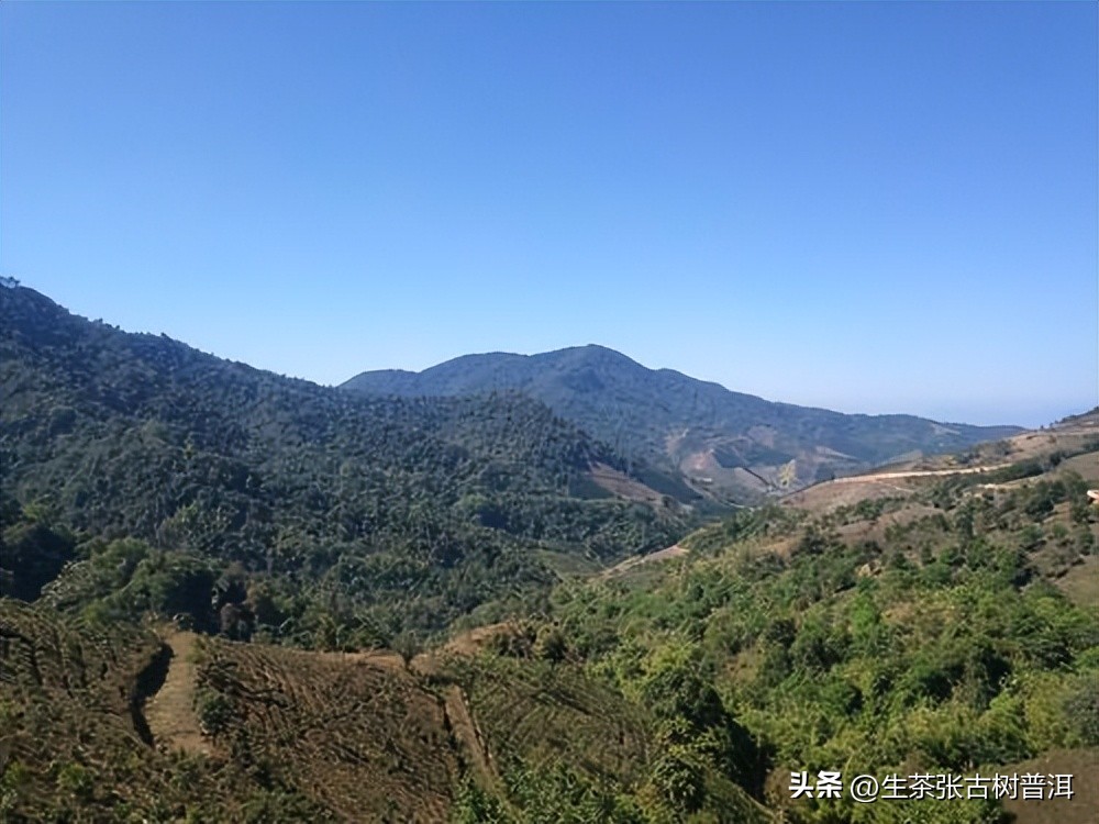 布朗山苦茶发酵熟茶,苦中带甜布朗山的茶