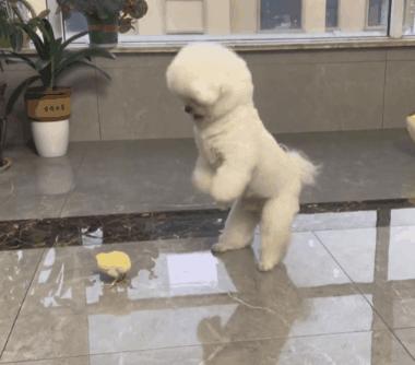 狗狗生吞小鸡挨胖揍，事后铲屎官翻看视频才发现竟是个误会！