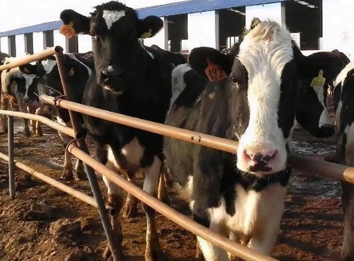 挤压豌豆作为有机高山农场奶牛饲料，为奶牛提供大豆蛋白是否可行