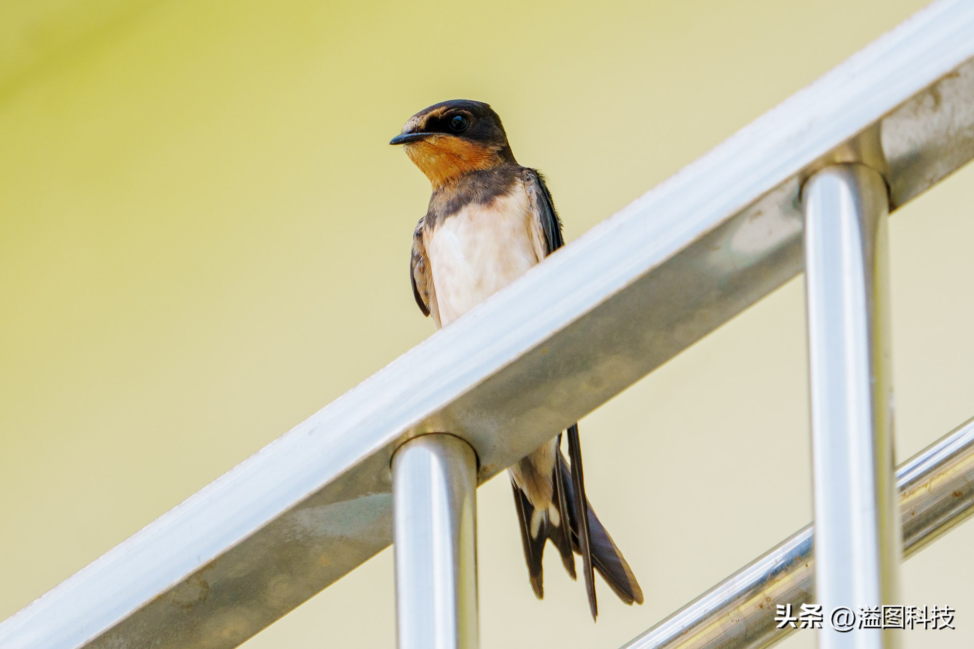 唯卓仕75mmf1.2配索尼a6700,索尼a6700永诺50mmf1.8死机