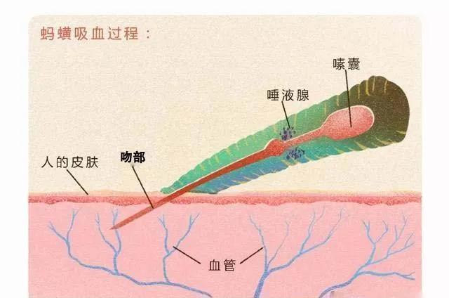 蚂蟥最怕的是食盐能瞬间将它榨干,蚂蟥吸血后会死吗