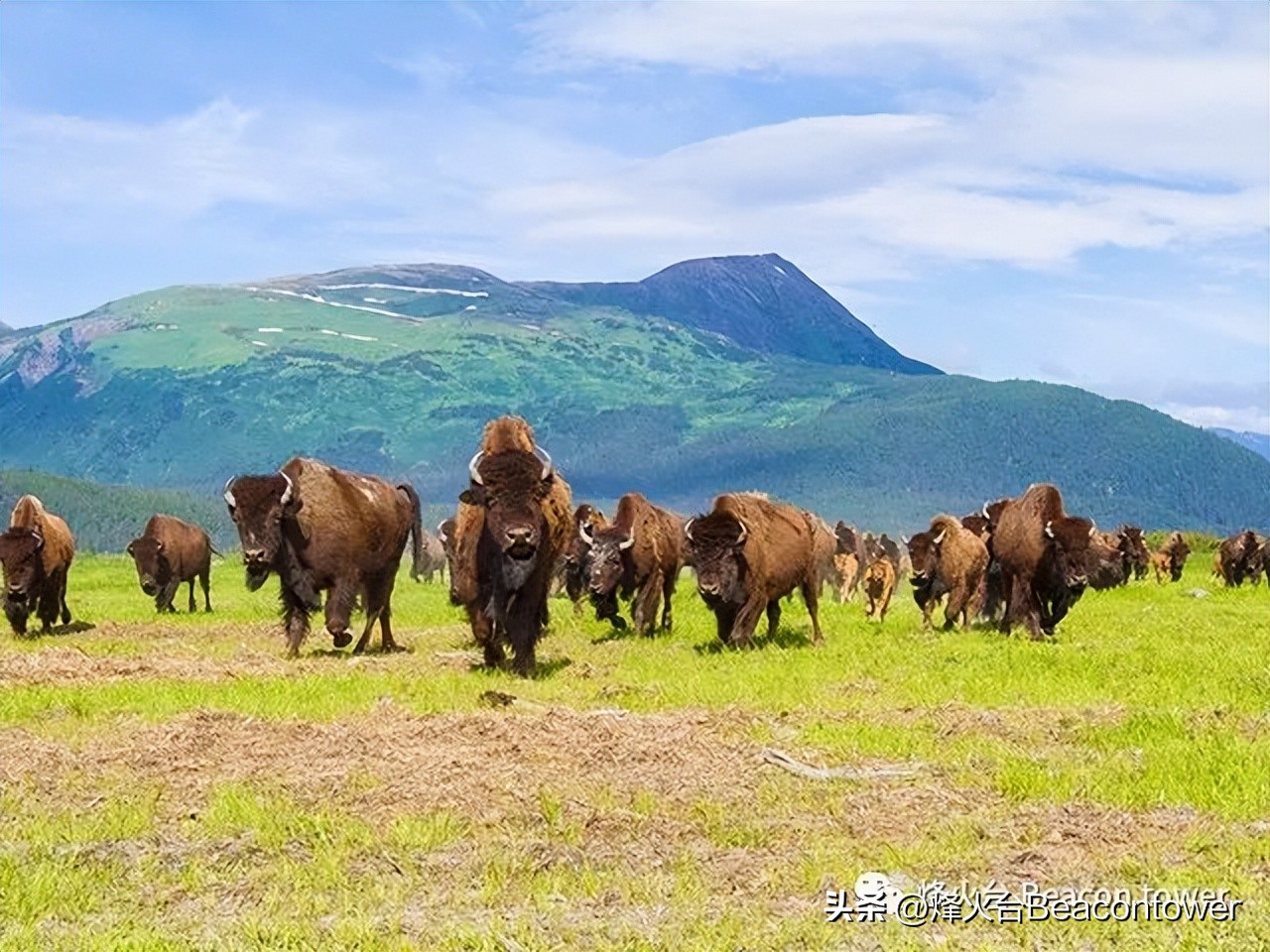 西游记悟空上朝献心,悟空戴礼帽征战