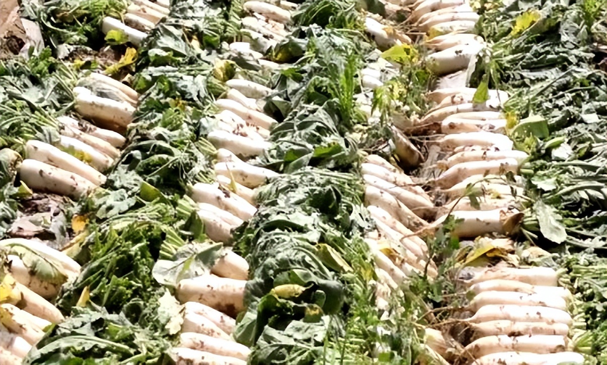 辛巴辛有志落实人才培养布局，特色种植助农增收致富