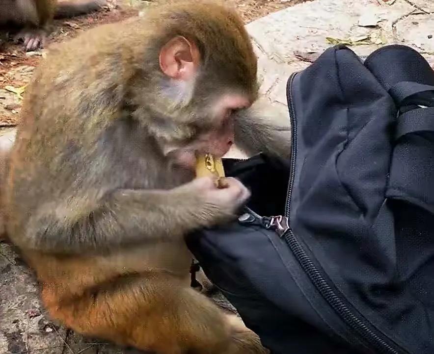 峨眉山猴王是被谁枪毙的,峨眉山猴王被枪毙是真的还是假的