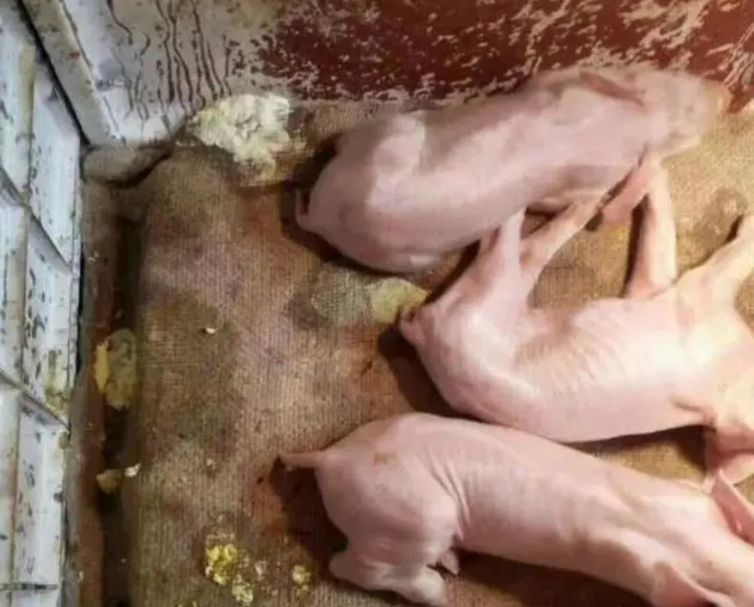 冬季小猪拉稀的原因,小猪拉稀怎么快速解决方法视频