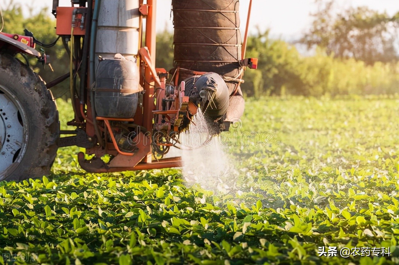 黑粉病用什么药最好,治白粉病的药什么时间打最好
