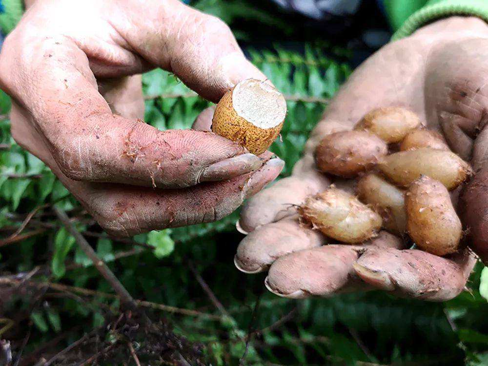 蜈蚣草对什么有危害,蜈蚣草危害